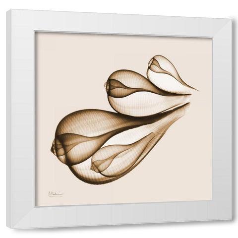 Fig Shells F124 White Modern Wood Framed Art Print by Koetsier, Albert