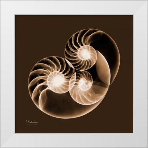 Sepia Nautilus 2 White Modern Wood Framed Art Print by Koetsier, Albert