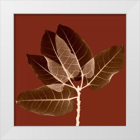 Harvest Leaves 1A White Modern Wood Framed Art Print by Koetsier, Albert