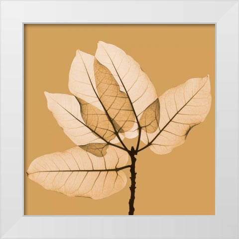 Harvest Leaves 1B White Modern Wood Framed Art Print by Koetsier, Albert