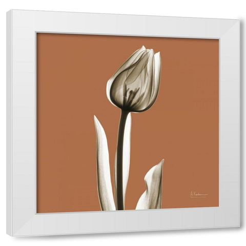 Squash Tulip White Modern Wood Framed Art Print by Koetsier, Albert
