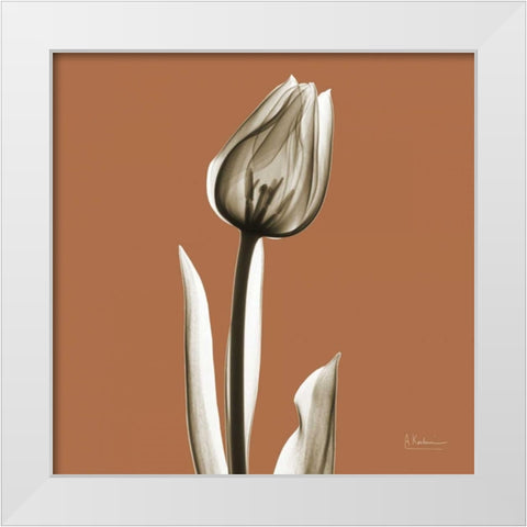Squash Tulip White Modern Wood Framed Art Print by Koetsier, Albert