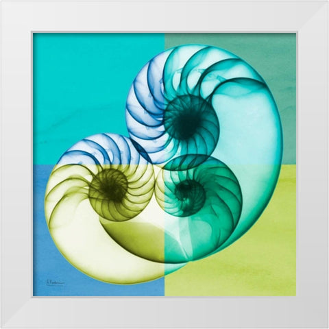 Blue Green Shell 2 White Modern Wood Framed Art Print by Koetsier, Albert