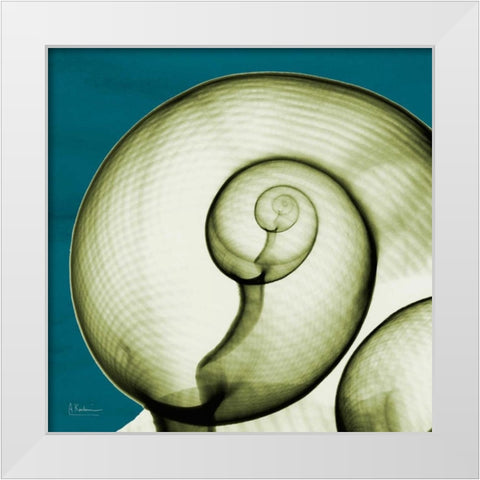 Moon Snail White Modern Wood Framed Art Print by Koetsier, Albert