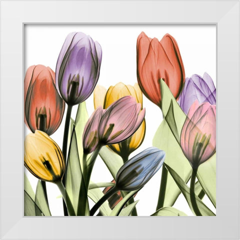 Tulipscape 2 White Modern Wood Framed Art Print by Koetsier, Albert