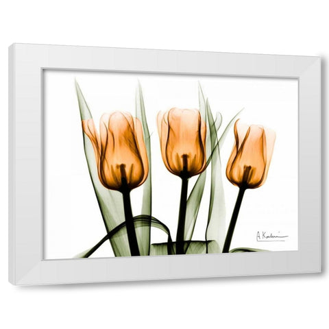 Tulips Orange White Modern Wood Framed Art Print by Koetsier, Albert