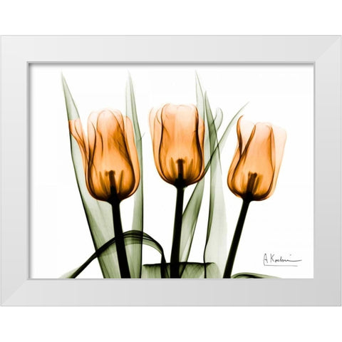 Tulips Orange White Modern Wood Framed Art Print by Koetsier, Albert