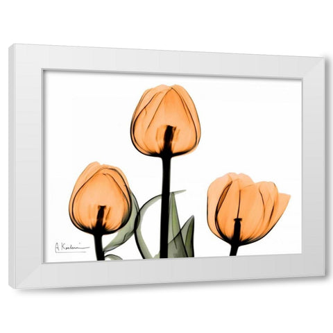 Tulips Orange White Modern Wood Framed Art Print by Koetsier, Albert