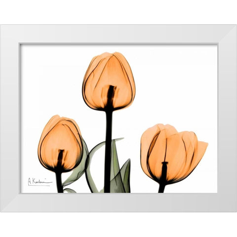 Tulips Orange White Modern Wood Framed Art Print by Koetsier, Albert