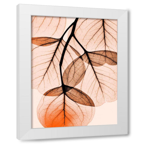 Orange Eucalyptus White Modern Wood Framed Art Print by Koetsier, Albert