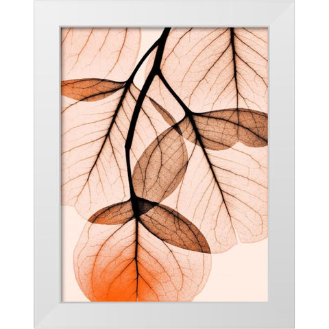 Orange Eucalyptus White Modern Wood Framed Art Print by Koetsier, Albert