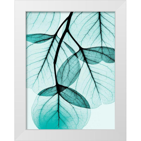 Teal Eucalyptus White Modern Wood Framed Art Print by Koetsier, Albert