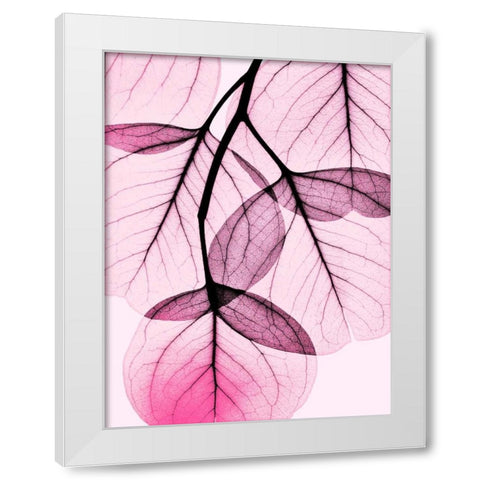 Pink Eucalyptus White Modern Wood Framed Art Print by Koetsier, Albert