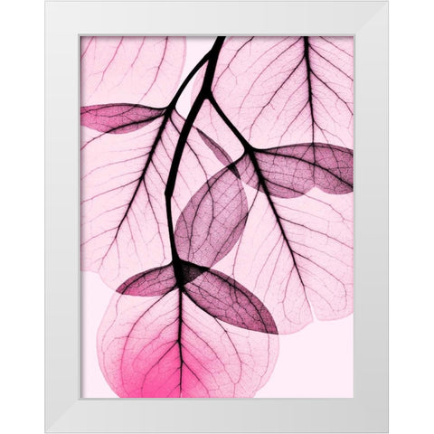 Pink Eucalyptus White Modern Wood Framed Art Print by Koetsier, Albert