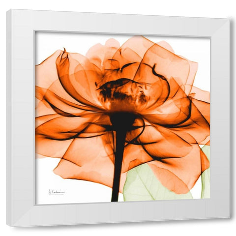 Orange Rose White Modern Wood Framed Art Print by Koetsier, Albert