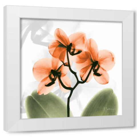 BW Orchid Orange White Modern Wood Framed Art Print by Koetsier, Albert