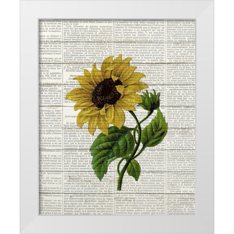 Sunflower Print 3 White Modern Wood Framed Art Print by Bailey, Ann