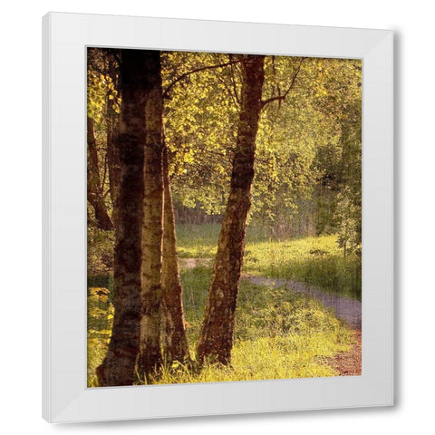 Sunlit Path 1 White Modern Wood Framed Art Print by Bailey, Ann