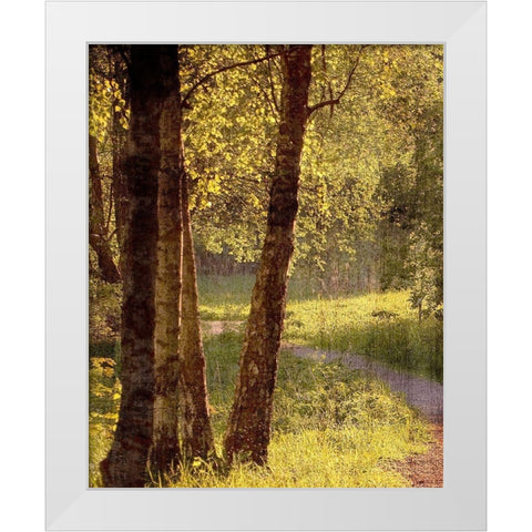 Sunlit Path 1 White Modern Wood Framed Art Print by Bailey, Ann