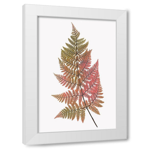 Coral Gold Fern 1 White Modern Wood Framed Art Print by Bailey, Ann