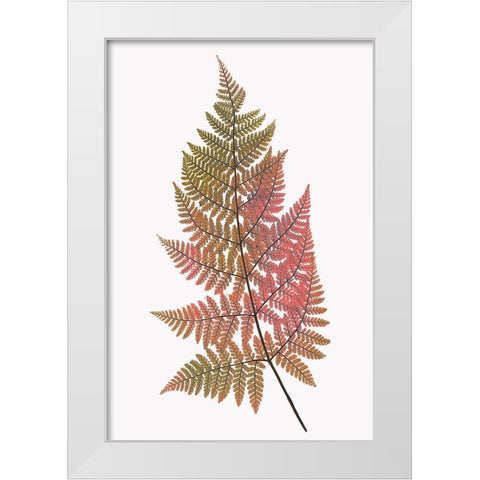 Coral Gold Fern 1 White Modern Wood Framed Art Print by Bailey, Ann