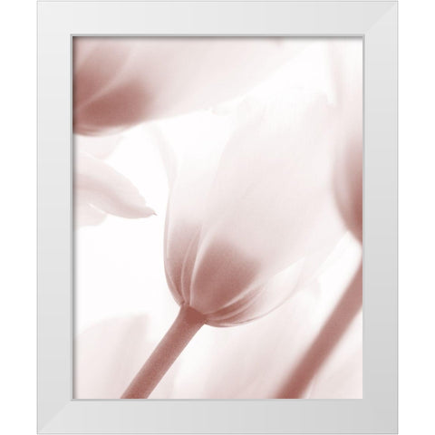 Tulip 1 White Modern Wood Framed Art Print by Bailey, Ann