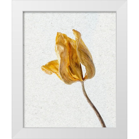 Pressed 1 White Modern Wood Framed Art Print by Bailey, Ann