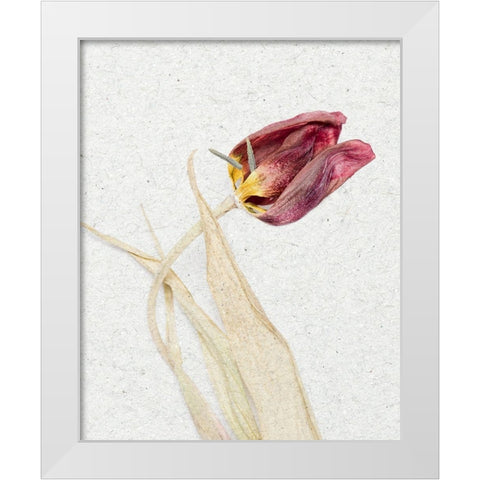 Pressed 2 White Modern Wood Framed Art Print by Bailey, Ann