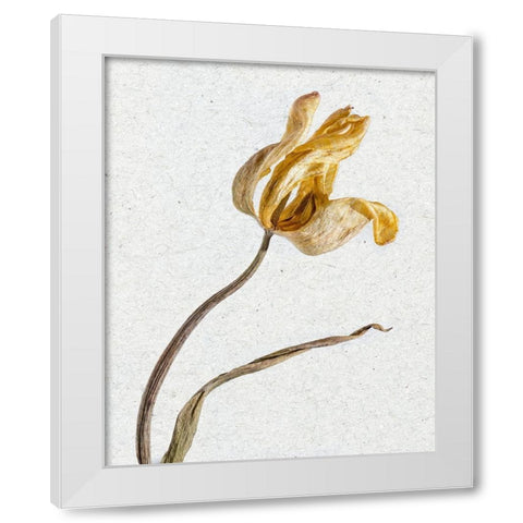 Pressed 3 White Modern Wood Framed Art Print by Bailey, Ann