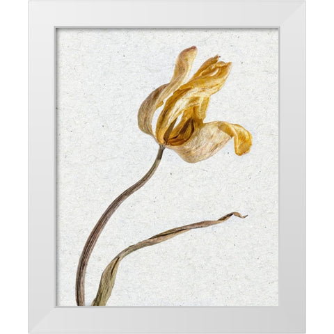 Pressed 3 White Modern Wood Framed Art Print by Bailey, Ann