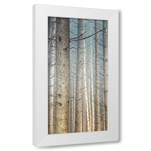 Forest Dreaming 1 White Modern Wood Framed Art Print by Bailey, Ann