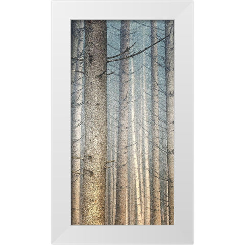 Forest Dreaming 1 White Modern Wood Framed Art Print by Bailey, Ann