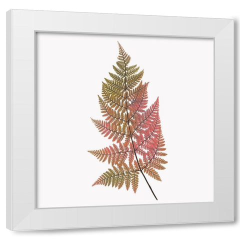 Coral Fern Gold 1 White Modern Wood Framed Art Print by Bailey, Ann