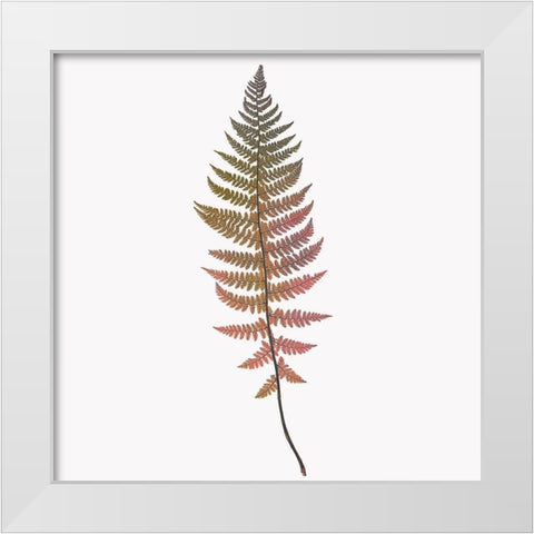 Coral Fern Gold 2 White Modern Wood Framed Art Print by Bailey, Ann
