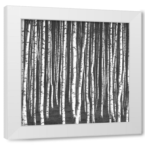 White Birches White Modern Wood Framed Art Print by Bailey, Ann