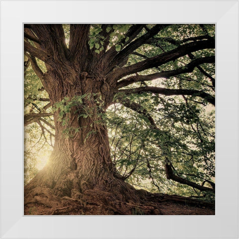 Explore Wander Adventure White Modern Wood Framed Art Print by Bailey, Ann