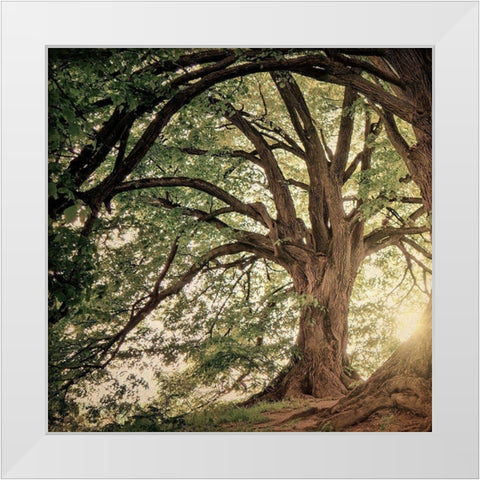 Wander Wonder White Modern Wood Framed Art Print by Bailey, Ann