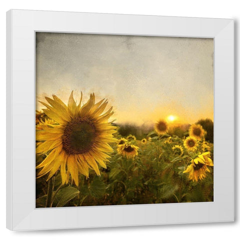 Field of Sunflowers White Modern Wood Framed Art Print by Bailey, Ann