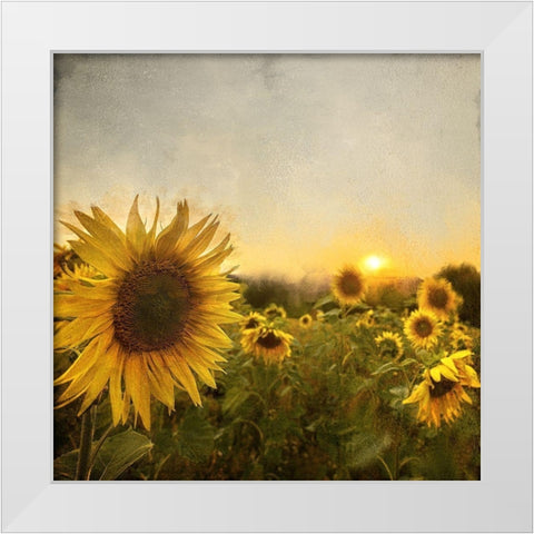 Field of Sunflowers White Modern Wood Framed Art Print by Bailey, Ann