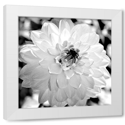 Black and White Bloom White Modern Wood Framed Art Print by Bailey, Ann