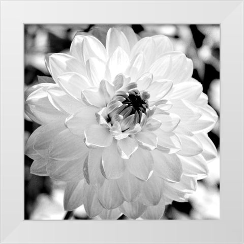 Black and White Bloom White Modern Wood Framed Art Print by Bailey, Ann