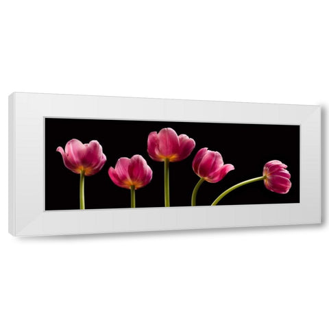 Five Tulips White Modern Wood Framed Art Print by Seidman, Barry