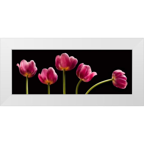 Five Tulips White Modern Wood Framed Art Print by Seidman, Barry