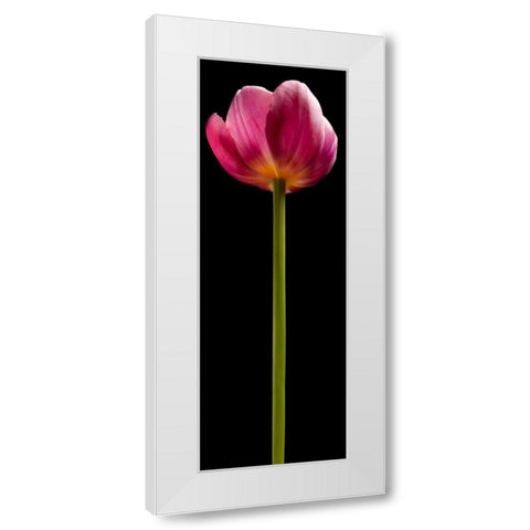 Tall Purple Tulip White Modern Wood Framed Art Print by Seidman, Barry