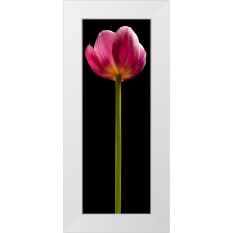 Tall Purple Tulip White Modern Wood Framed Art Print by Seidman, Barry