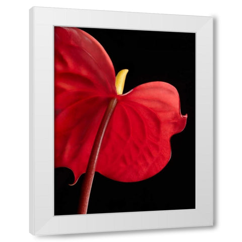 Anthurium 1 White Modern Wood Framed Art Print by Seidman, Barry