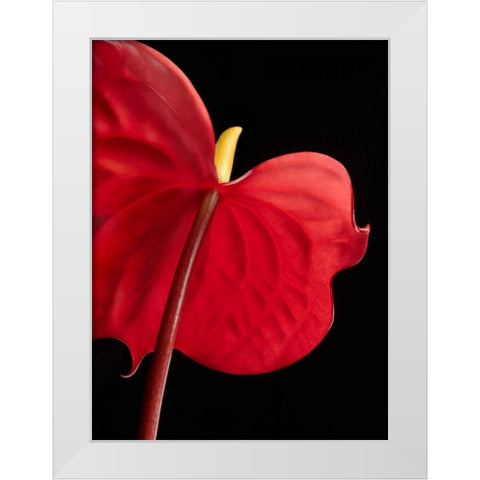 Anthurium 1 White Modern Wood Framed Art Print by Seidman, Barry