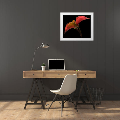 Anthurium 2 White Modern Wood Framed Art Print by Seidman, Barry