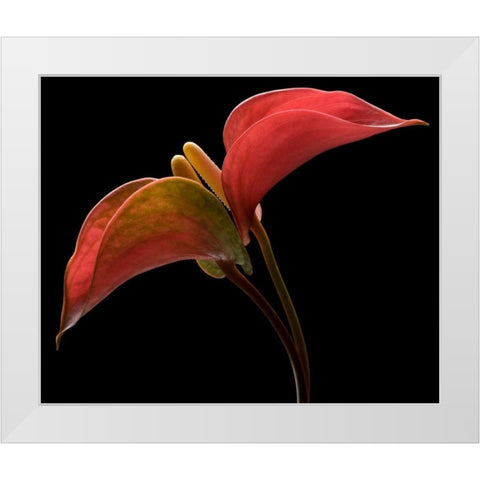 Anthurium 2 White Modern Wood Framed Art Print by Seidman, Barry