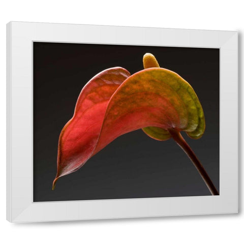 Anthurium 3 White Modern Wood Framed Art Print by Seidman, Barry